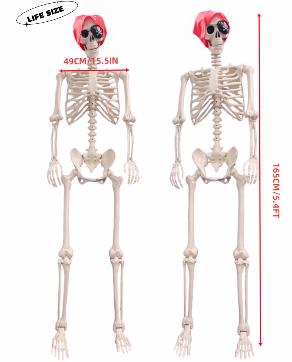 Life Size Posable Skeleton Decoration C6749