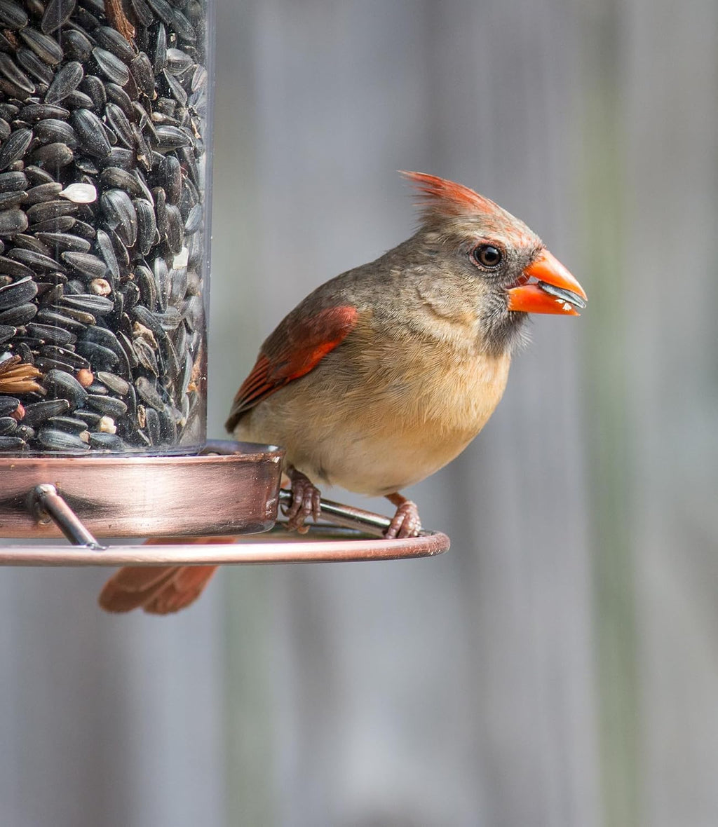 Wild Bird Seed 20 lb Sunflower Blend N757249