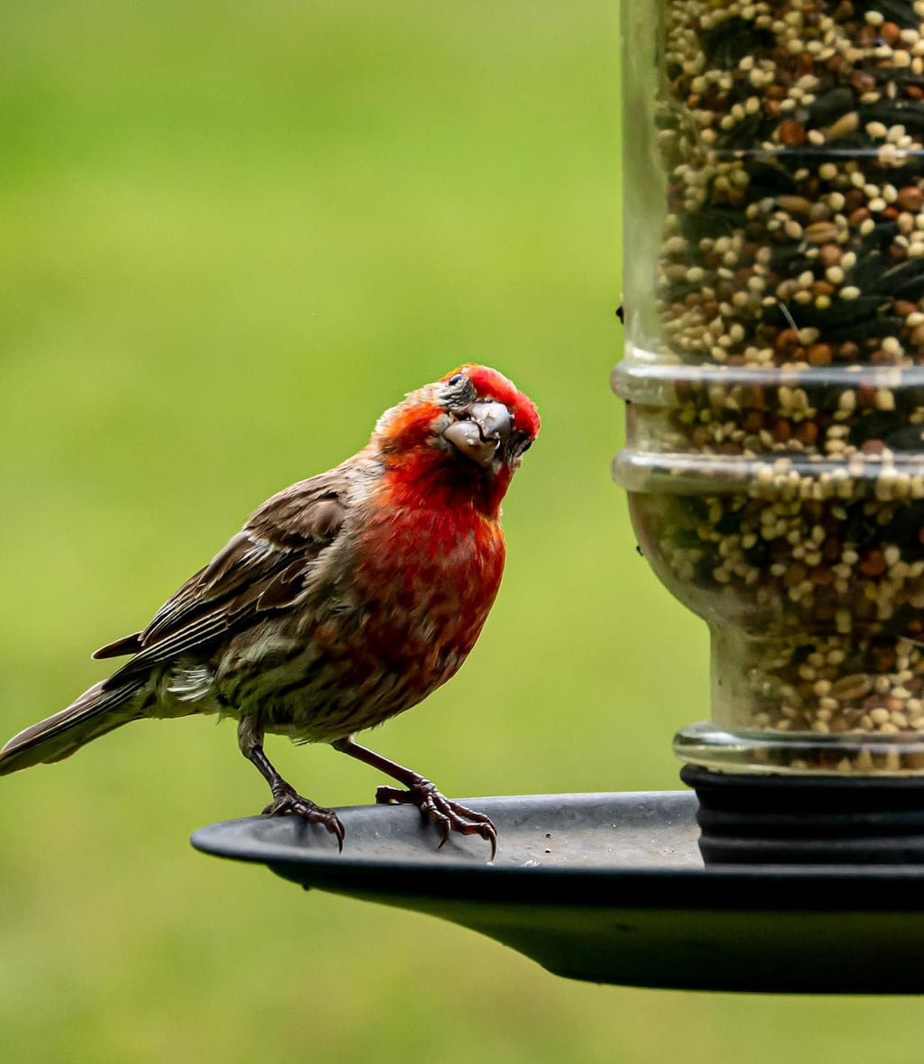 Wild Bird Seed 20 lb Sunflower Blend N757249