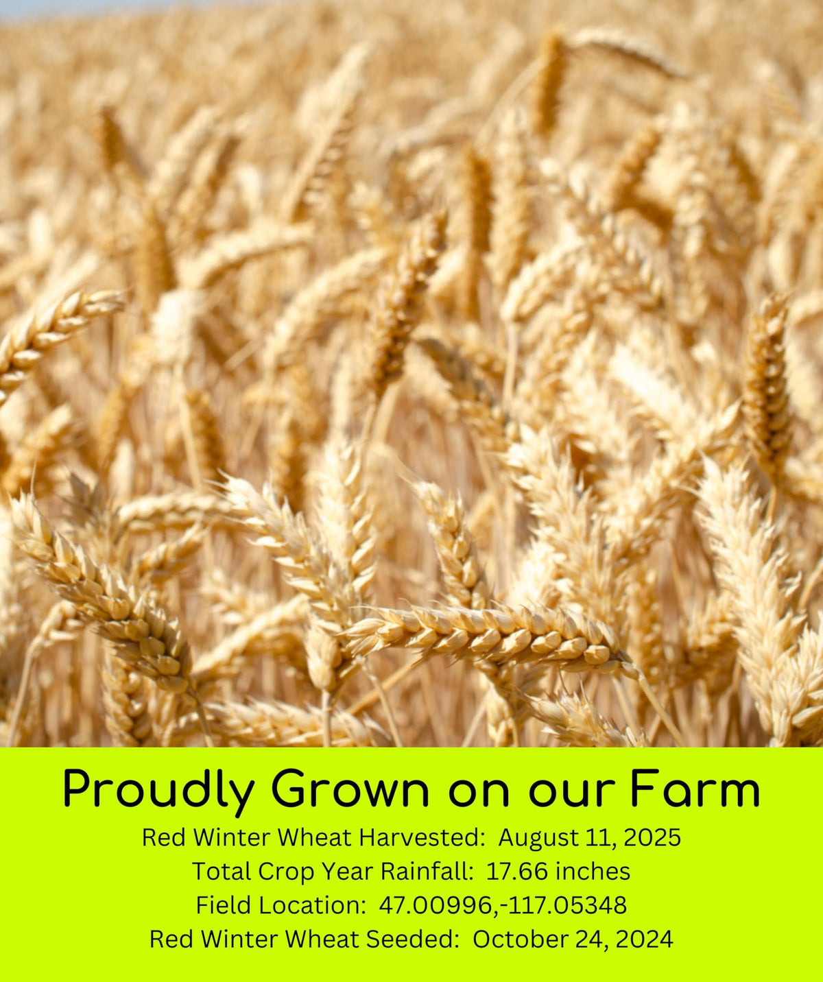 Hard Red Winter Wheat Berries 25 LBS Bag Sproutable Non-GMO Kosher W16387