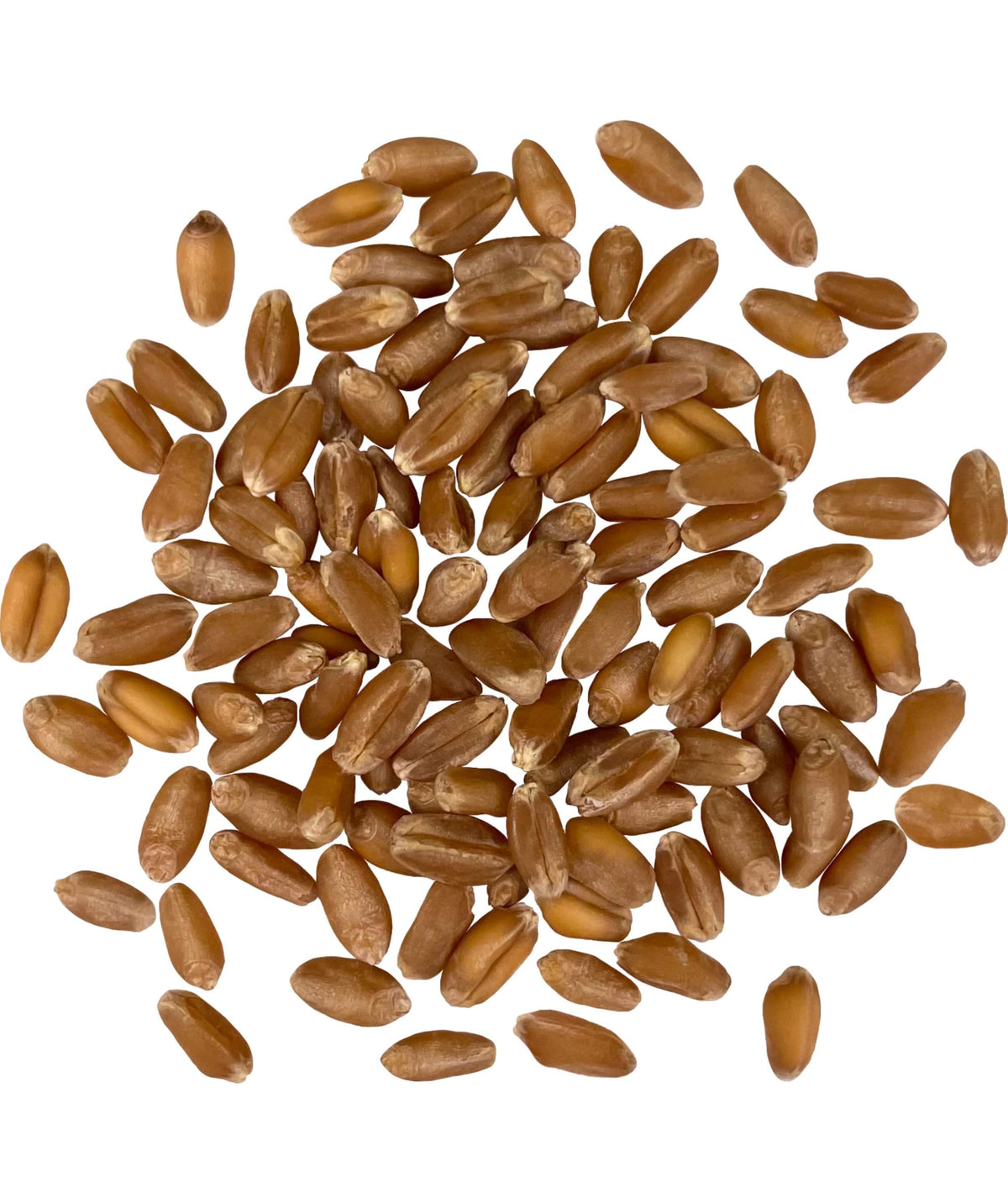 Hard Red Winter Wheat Berries 25 LBS Bag Sproutable Non-GMO Kosher W16387