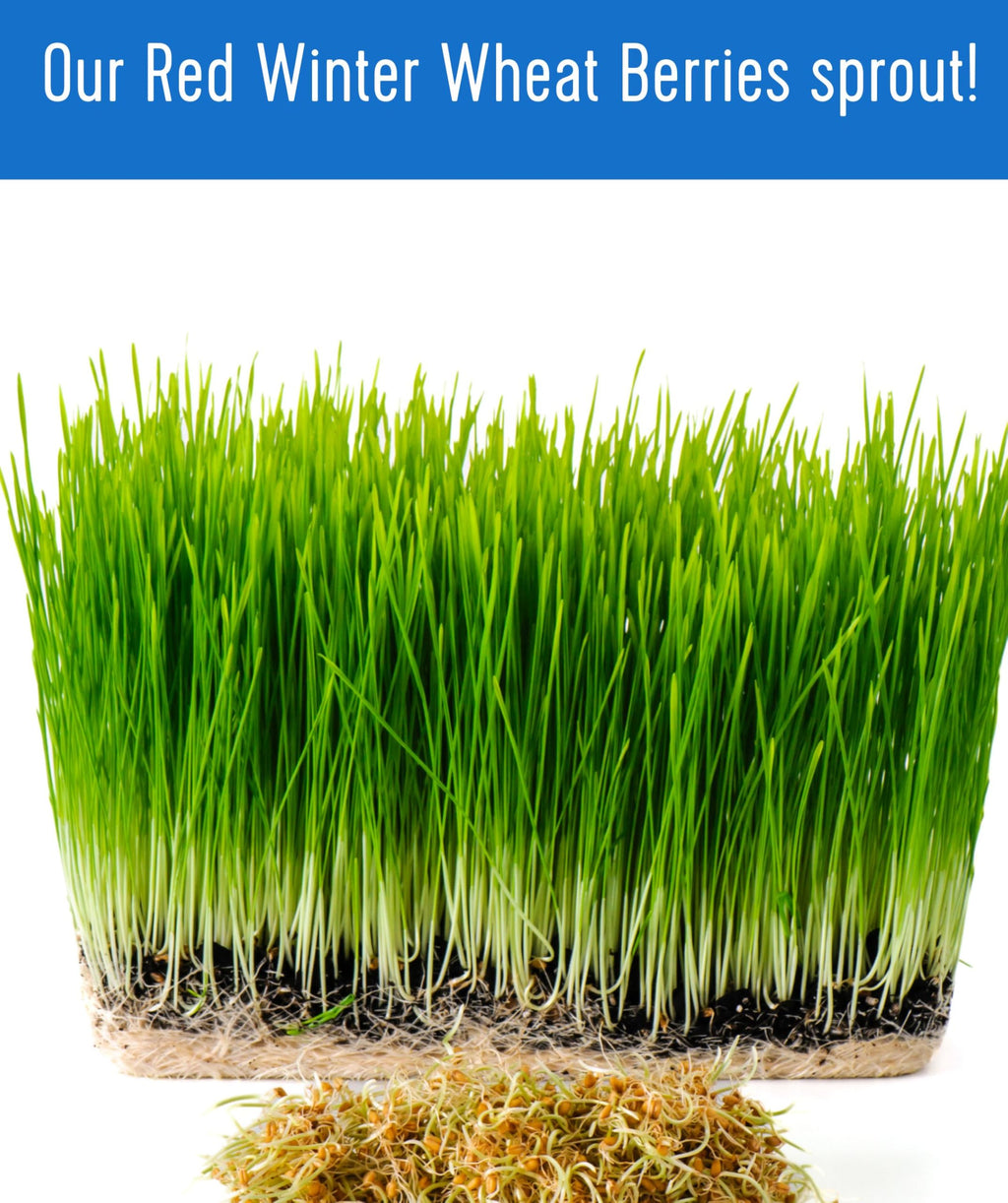 Hard Red Winter Wheat Berries 25 LBS Bag Sproutable Non-GMO Kosher W16387